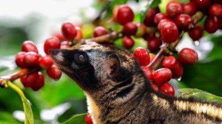 Самый дорогой в мире кофе Kopi Luwak